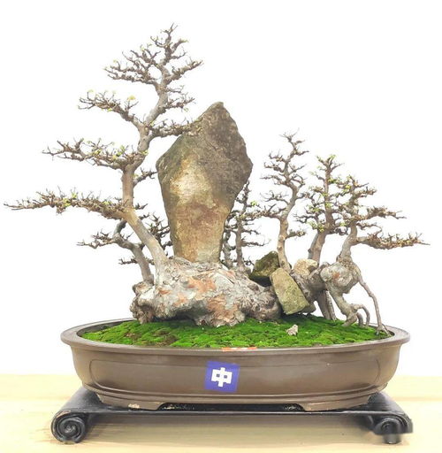 先睹為快 100張高清大圖帶你走進2021全國精品盆景展現場