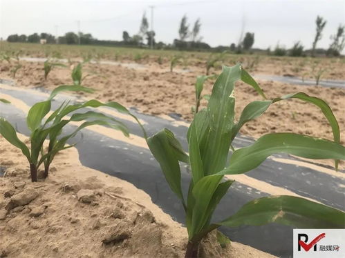 老驥伏櫪心向善，田間公益志在農