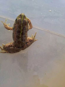 老驥伏櫪，志在千里——藍色力獅旅行版塔城游記